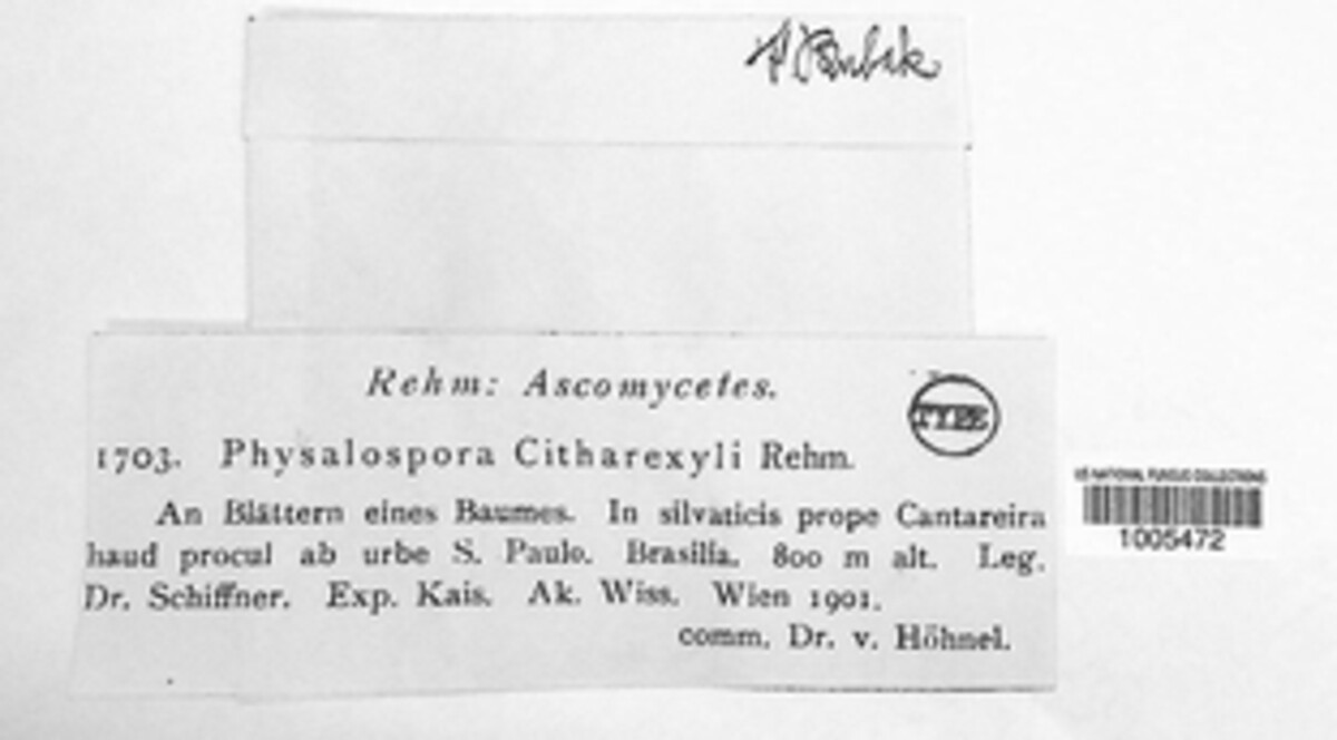 Phyllachora citharexyli image